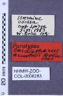 Etiketten zu Cardiophorus arnoldii (Dolin, 1960) (NHMW-ZOO-COL-0008283)